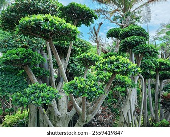 Tranquil garden path under a clear sky.A scenic garden landscape featuring lush greenery, pruned trees, and a bright blue sky, creating a serene and peaceful outdoor atmosphere. - Powered by Shutterstock