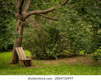 A tranquil garden scene featuring a rustic wooden chair leaning against a large tree. Surrounded by lush green foliage, this peaceful setting evokes feelings of relaxation and solitude.