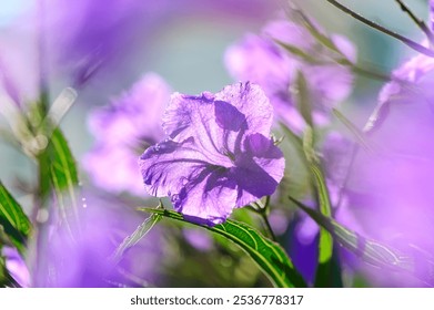 In a tranquil garden setting, delicate purple flowers bask in the warm sunlight, their vibrant petals glistening with dew while surrounded by lush green foliage. - Powered by Shutterstock