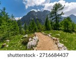 A tranquil hiking path winds through dense pine forests toward majestic peaks under bright daylight skies evoking peace and adventure