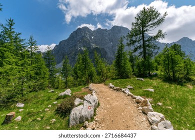 A tranquil hiking path winds through dense pine forests toward majestic peaks under bright daylight skies evoking peace and adventure