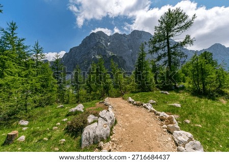 A tranquil hiking path winds through dense pine forests toward majestic peaks under bright daylight skies evoking peace and adventure