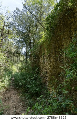 A tranquil hiking path winds through dense green foliage, closely following the remnants of an ancient, ivy-covered stone wall under a canopy of trees.