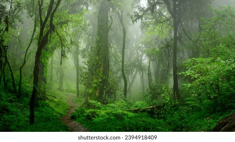 Tranquil jungle with lush foliage and sunlight in old-growth forest. Tranquil rainforest with lush foliage and sunlight in a natural environment. Tranquil rainforest with lush green foliage. - Shutterstock ID 2394918409