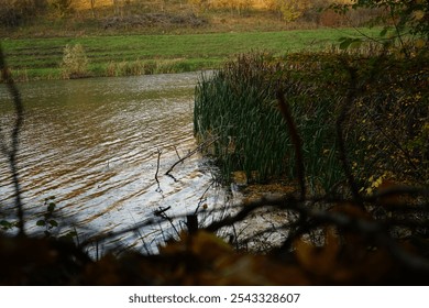 A tranquil lakeside setting features tall reeds swaying gently beside calm water. The vibrant autumn hues highlight the natural beauty of this peaceful outdoor scene. - Powered by Shutterstock