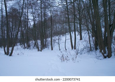 Tranquil landscape with a stream in a wintry forest