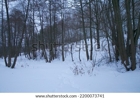 Tranquil landscape with a stream in a wintry forest
