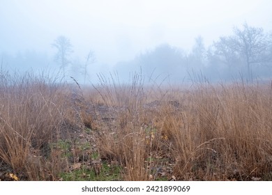 A tranquil meadow shrouded in early morning mist sets a serene stage in this photograph. The autumnal palette is subtle yet varied, with the dry, tall grasses dominating the foreground and skeletal - Powered by Shutterstock