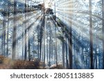 Tranquil morning in the pine forest of Da Lat Highlands, Vietnam, where soft mist blankets the woods as golden sunlight streams through the towering pine trees, creating magical rays and an ethereal atmosphere. A peaceful forest trail enhances the natural beauty and serenity of the highland landscape.