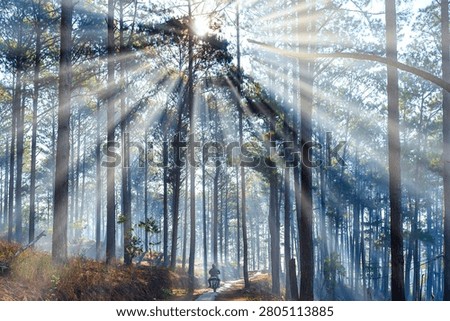 Tranquil morning in the pine forest of Da Lat Highlands, Vietnam, where soft mist blankets the woods as golden sunlight streams through the towering pine trees, creating magical rays and an ethereal atmosphere. A peaceful forest trail enhances the natural beauty and serenity of the highland landscape.
