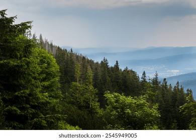 Tranquil mountain forest with lush green trees and distant hills. Cloudy sky creates a serene landscape, perfect for nature enthusiasts. - Powered by Shutterstock