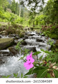 A tranquil mountain stream flows gently over smooth rocks, surrounded by lush green forest and vibrant tropical plants. A soft focus pink flower in the foreground adds a delicate touch to the natural.