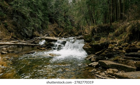 A tranquil mountain stream flows through a dense, verdant forest with fallen logs and rocky terrain
