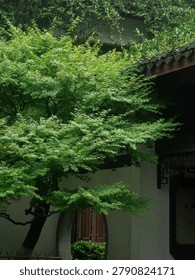 A tranquil outdoor setting featuring a tree and a traditional building