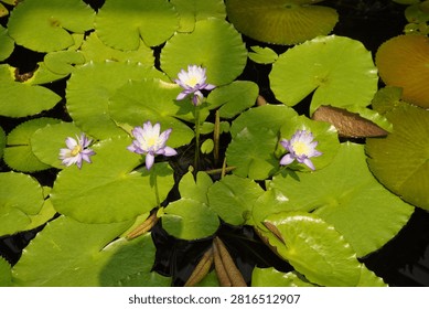 A tranquil overhead view capturing vibrant green lily pads floating serenely on dark water. Delicate purple and white water lilies bloom amidst the lush foliage, creating a beautiful and peaceful natural garden scene.