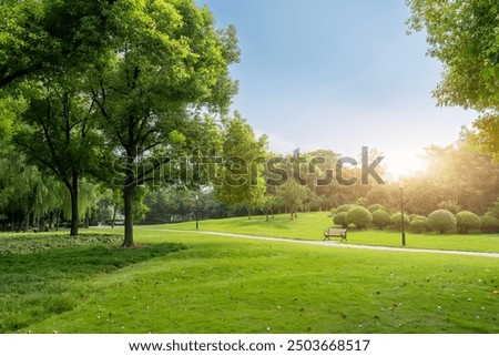 Similar – Image, Stock Photo Morning atmosphere in the forest wagon. Hiker