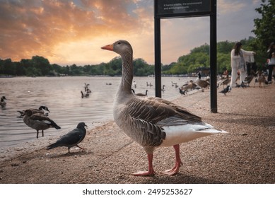 A tranquil park in London, UK, featuring a prominent goose on a pathway near a lake. People interact with birds as a beautiful sunset casts a warm glow over the landscape. - Powered by Shutterstock