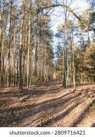 A tranquil path cuts through a serene forest.