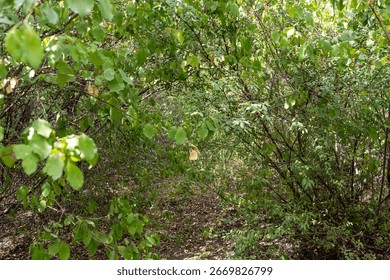 A tranquil path through dense green foliage in a serene forest setting.
