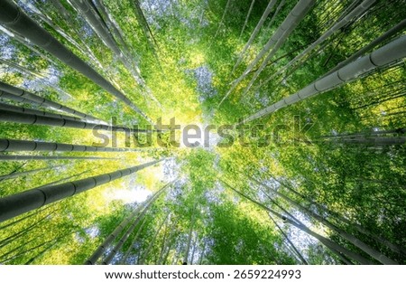 Tranquil path through a lush green bamboo forest in Japan, capturing natural symmetry and peaceful scenery. Ideal for nature, travel, meditation, forest landscapes, and Zen-inspired themes.
