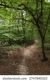 A tranquil path winding through a lush forest during early morning with dew-kissed leaves and scattered fallen foliage