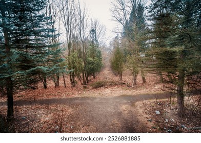 Tranquil Pathway through Leafless Trees in an Enigmatic Forest. - Powered by Shutterstock