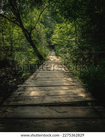 A tranquil pathway winds through a grove of tall trees