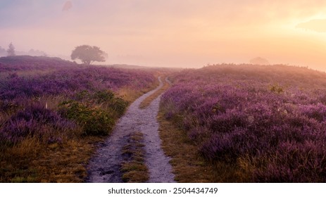 A tranquil pathway winds through vast blooming heather fields, bathed in the soft hues of dawn at Veluwe Zuiderheide Netherlands
