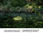 A tranquil photo of lush green vegetation by a riverside, taken with a Leica SL2-S and SL Summicron 50mm lens. The vibrant greens and gentle light create a serene atmosphere