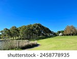 Tranquil picnic areas in Bicentennial Park in Sydney, Australia.