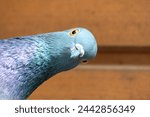 Tranquil pigeon. Peaceful pigeon on Distressed Timber Background. Divine Dove on Textured Wood. Majestic Dove Perched on Weathered Boards. Graceful grey Dove. Holy Spirit simbol. Pigeon looks  camera.