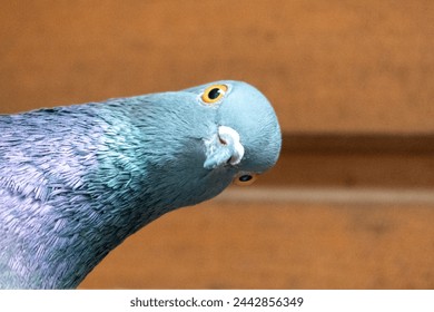 Tranquil pigeon. Peaceful pigeon on Distressed Timber Background. Divine Dove on Textured Wood. Majestic Dove Perched on Weathered Boards. Graceful grey Dove. Holy Spirit simbol. Pigeon looks  camera.