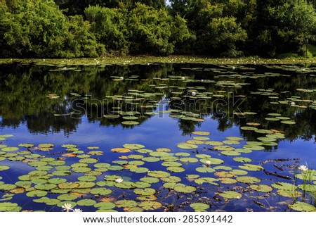 A tranquil pond with lily pads and the sky reflecting of the surface.