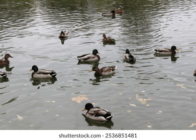 Tranquil Pond Scene with Group of Ducks Swimming on a Calm Autumn Day - Powered by Shutterstock