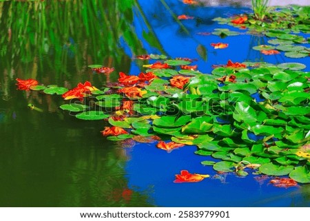 Tranquil pond scene showcasing lush green lily pads and scattered orange blossoms. Serene lake with water lily flowers floating on the water's surface