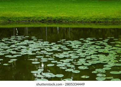 A tranquil pond surface densely covered with green lily pads, reflecting the surrounding trees and sky. The calm water is bordered by a vibrant green grassy bank, creating a peaceful and natural landscape scene perfect for themes of serenity, nature, and summer tranquility.