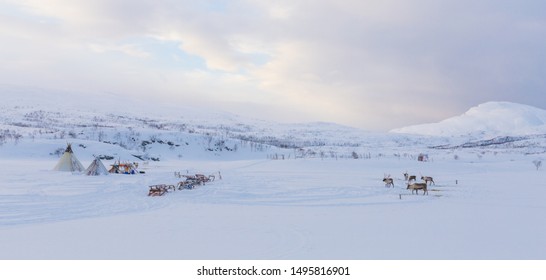 Tranquil Quite Pure White Sami Winter With Tent, Sled, Elk In Tromso Norway