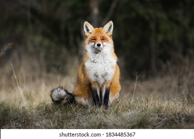 Tranquil red fox, vulpes vulpes, sitting on meadow in autumn nature. Calm mammal resting with close eyes on sunlight. Wild orange creature sunbathing on dry field. - Powered by Shutterstock