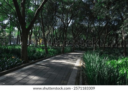 Tranquil and relaxing Park setting with a path and trees. Lovely greenery and nature of Chapultepec Park in Mexico City