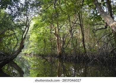 A tranquil river flowing through a dense mangrove forest with thick green foliage and exposed roots.