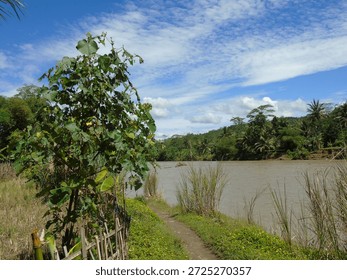Tranquil riverside path lined with rustic bamboo fence and lush tropical foliage, leading toward a serene brown river flanked by distant palm-covered hills under a brilliant blue sky with scattered clouds