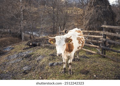 In a tranquil rural area, a cow with brown and white spots wanders curiously among the grassy patches, bordered by a rustic wooden fence as twilight descends - Powered by Shutterstock