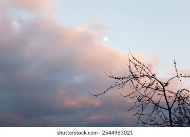 A tranquil scene of bare branches silhouetted against a pastel-colored sky at sunset, with soft clouds and a visible moon. The delicate colors create a peaceful atmosphere, capturing the beauty of dus - Powered by Shutterstock