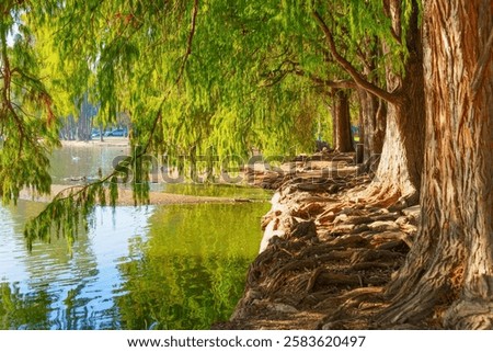 Image, Stock Photo Majestic tree along the tranquil Jungle riverbank