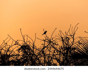 A tranquil scene captures a bird silhouetted against a warm, orange sunset sky, perched on intricate, bare tree branches, exuding an aura of peace and serenity. - Powered by Shutterstock