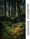 A tranquil scene of a dense forest in Idre, Dalarna Sweden features lush moss covering the ground and boulders, surrounded by tall trees, creating a peaceful natural environment.