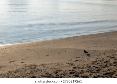 Tranquil scene of empty sandy beach beside calm ocean water with small black bird walking along shore leaving tiny footprints in sand