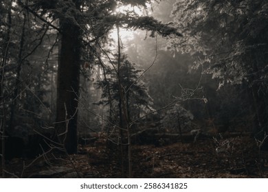 A tranquil scene of a fallen tree in a forest, with a blanket of fog obscuring the surrounding trees