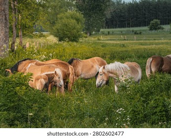 A tranquil scene featuring a small group of horses grazing in a lush, overgrown meadow during the spring season. The composition highlights the powerful yet peaceful relationship between the majestic animals and the vibrant natural woodland environment under soft, natural daylight.