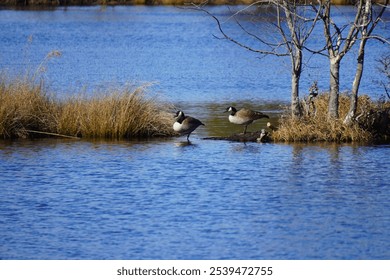 A tranquil scene of a flock of ducks swimming in a lush lake surrounded by lush grass and towering trees - Powered by Shutterstock